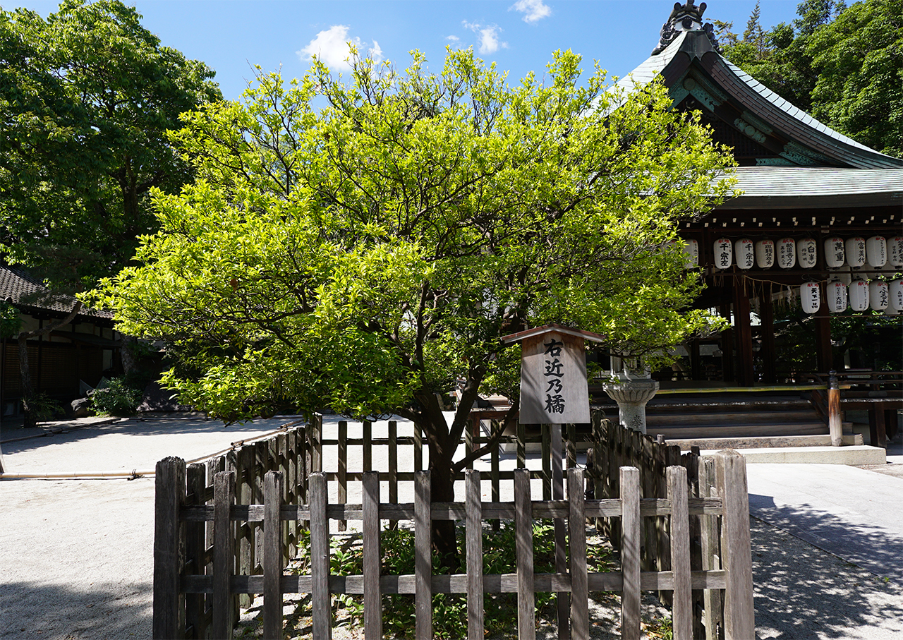 右近の橘
