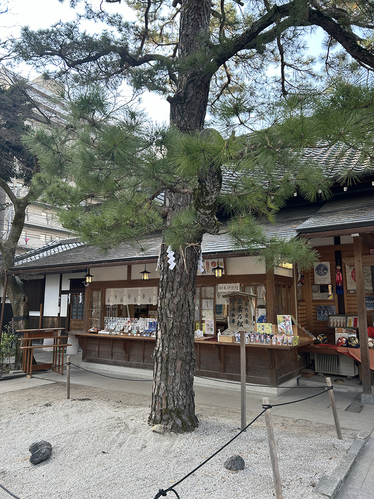 三葉の松
