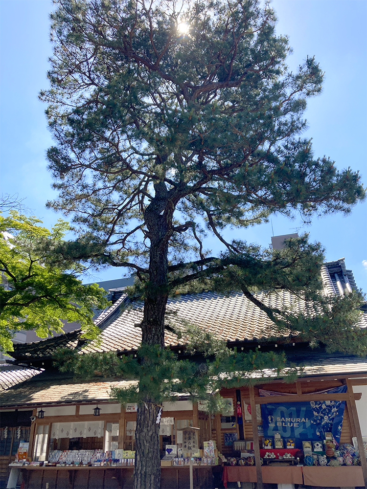 三葉の松全体