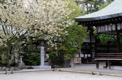 白峯神宮 黄桜