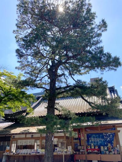 白峯神宮 三葉の松全体