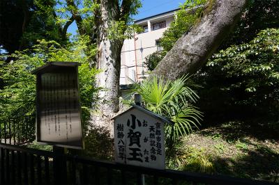 白峯神宮 小賀玉の木 正面