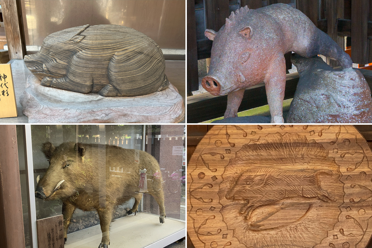 境内のイノシシ