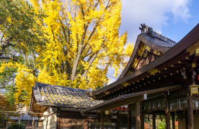 護王神社 護王の大いちょう