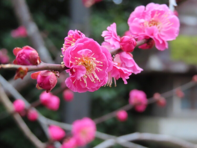 飛梅の花