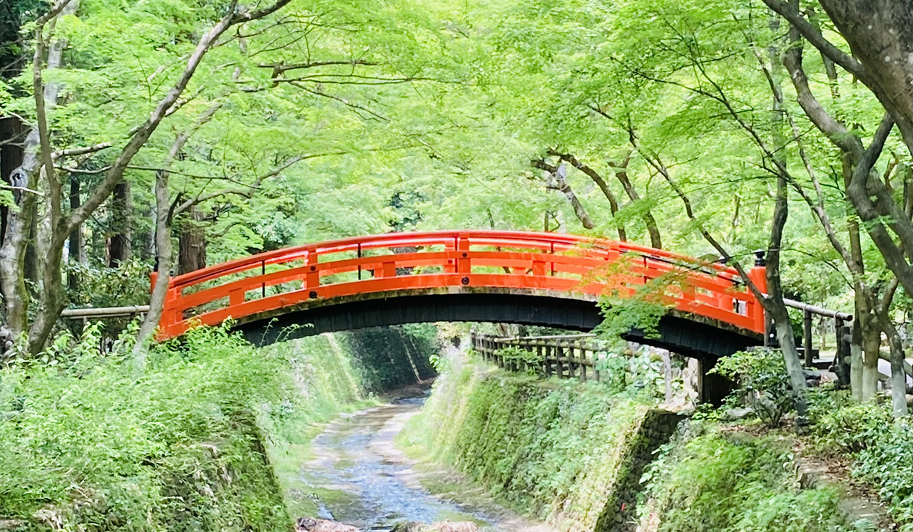 青もみじの太鼓橋