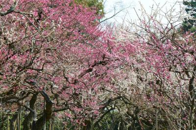 北野天満宮 梅苑