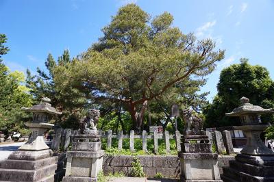 北野天満宮 影向松