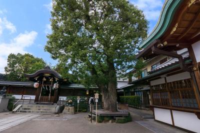 晴明神社 御神木 楠