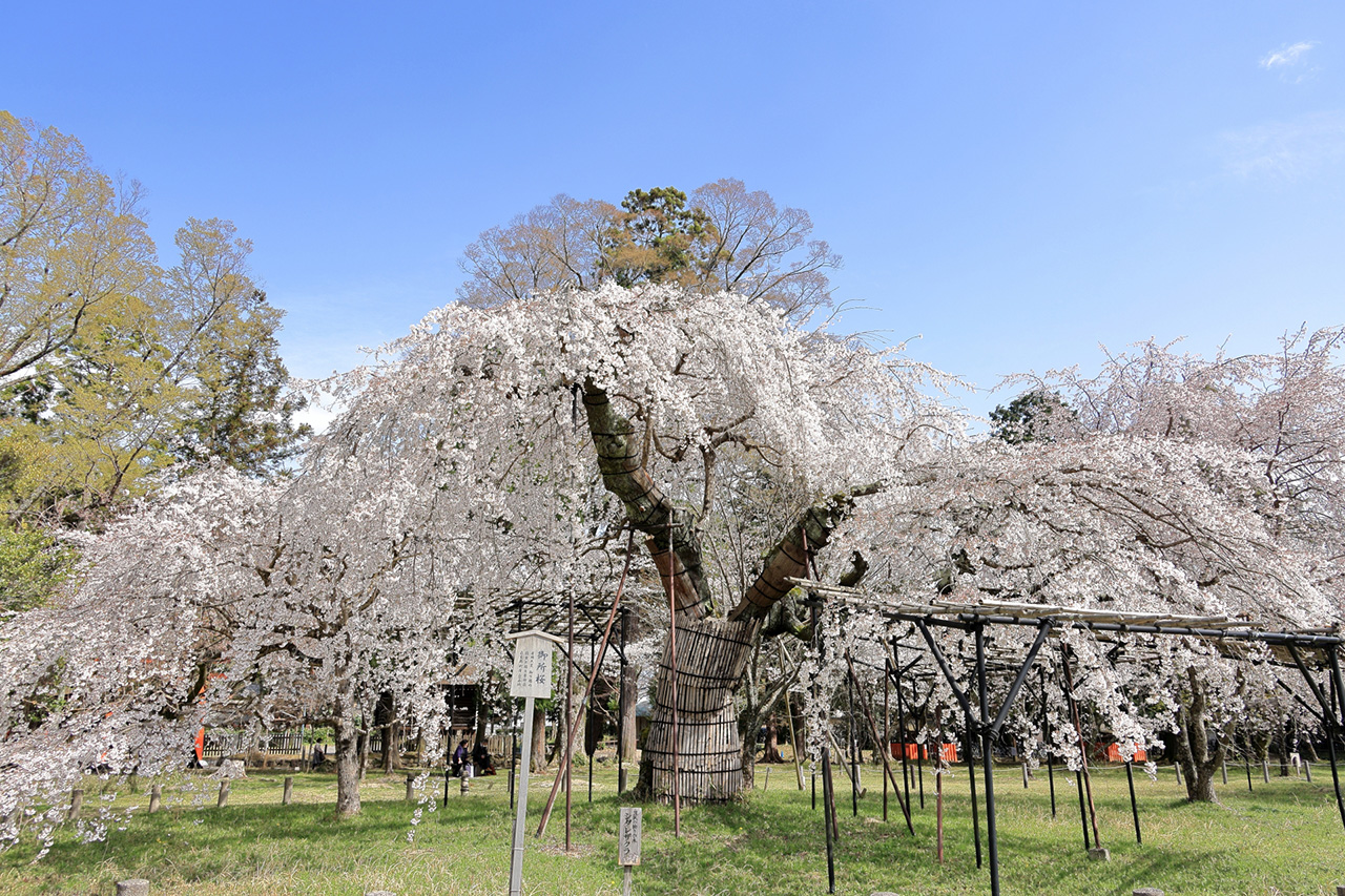 満開の御所桜