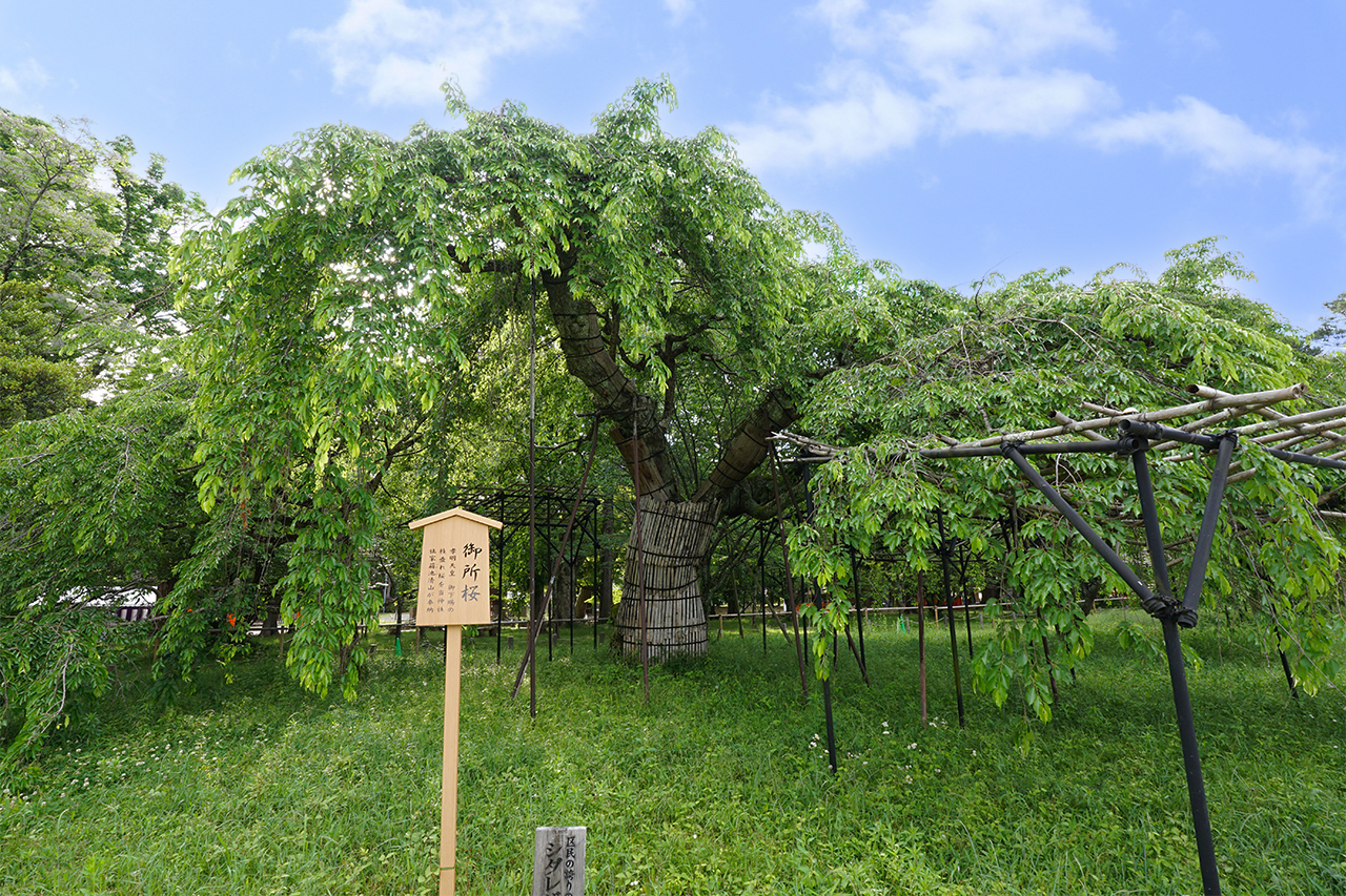 葉桜の御所桜
