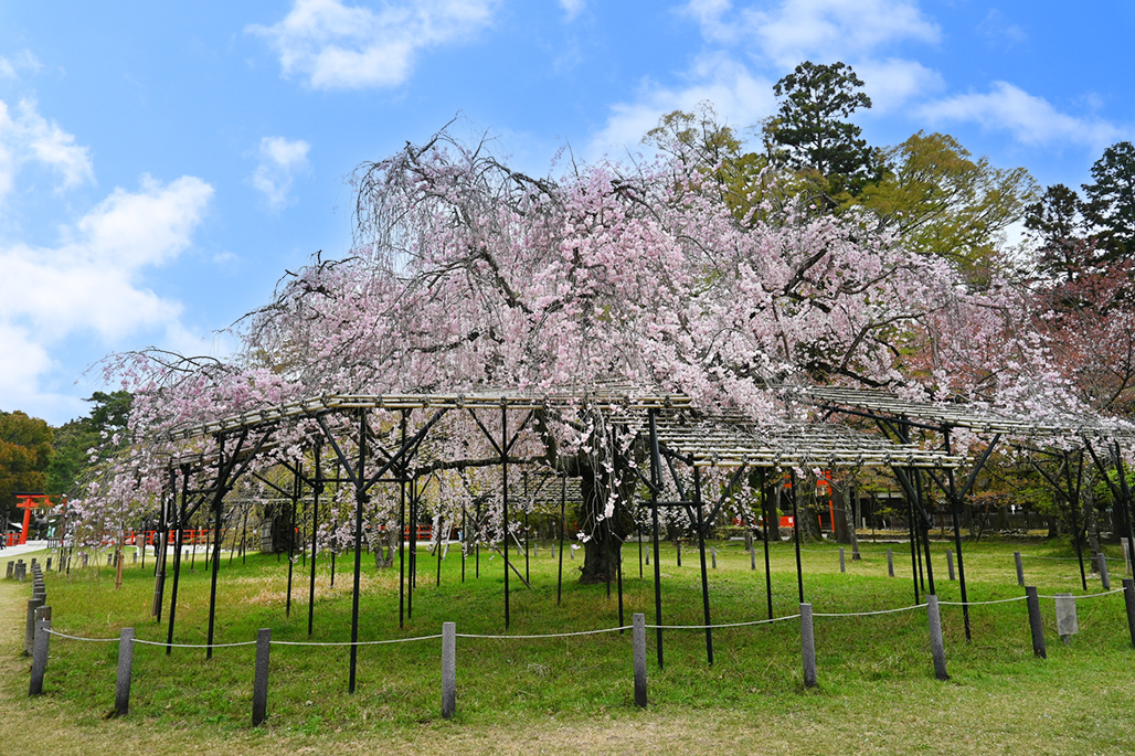 満開の斎王桜