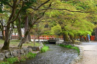 上賀茂神社(賀茂別雷神社) ならの小川