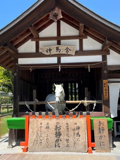 上賀茂神社(賀茂別雷神社) 神馬舎にいる神馬
