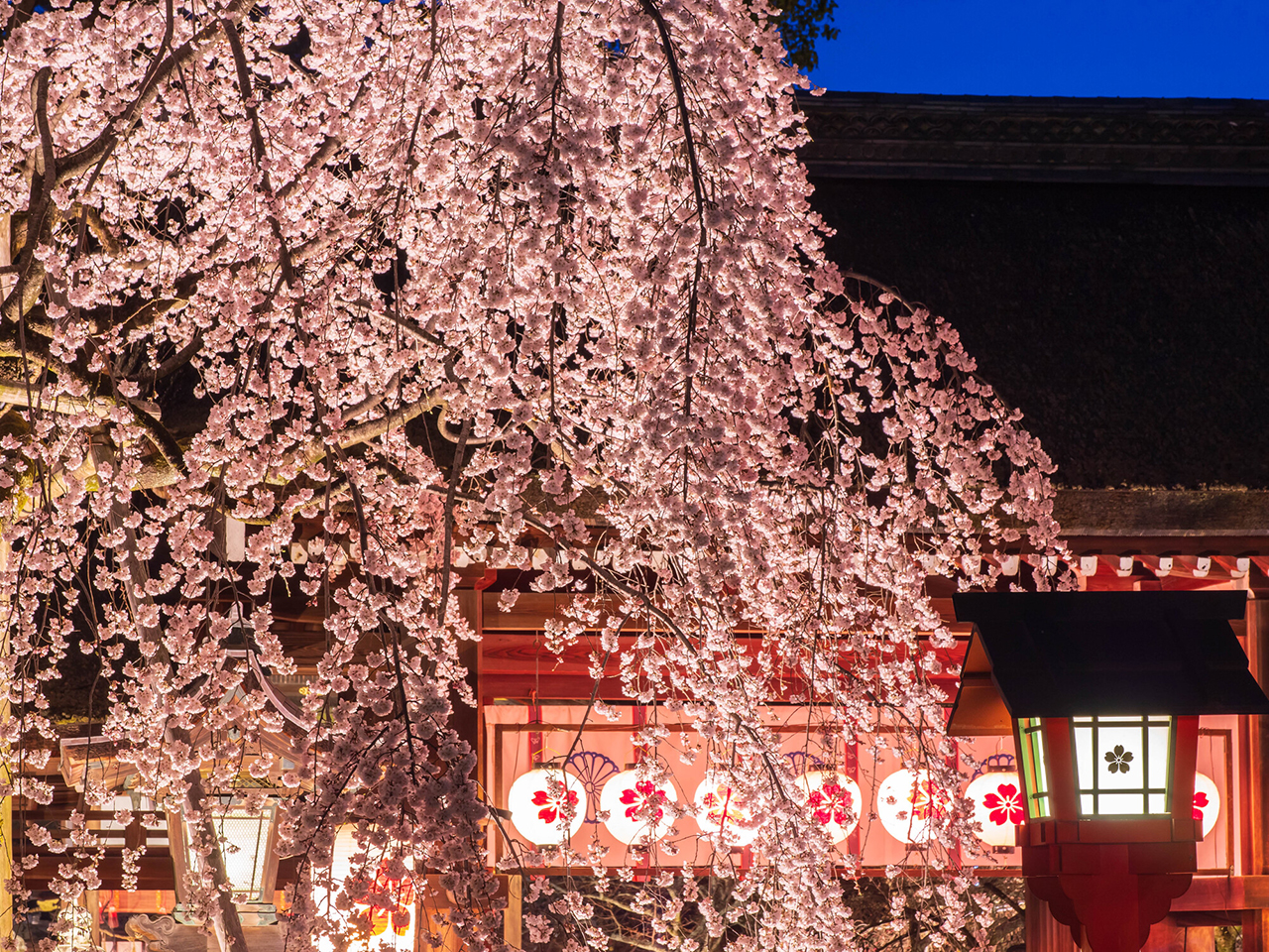 魁桜のライトアップ