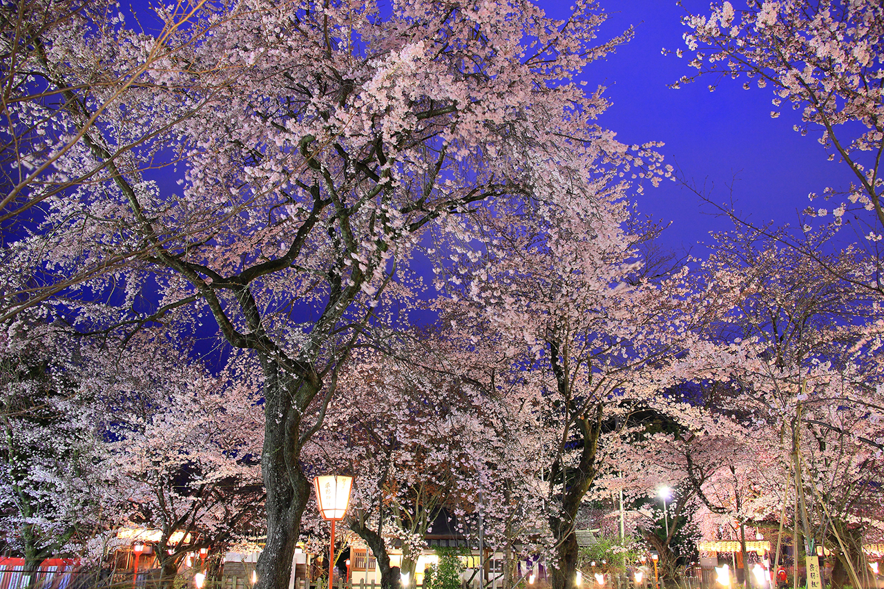 桜苑のライトアップ