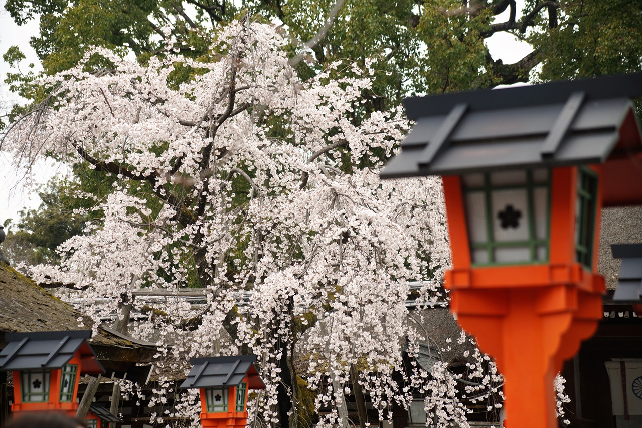 灯籠と魁桜