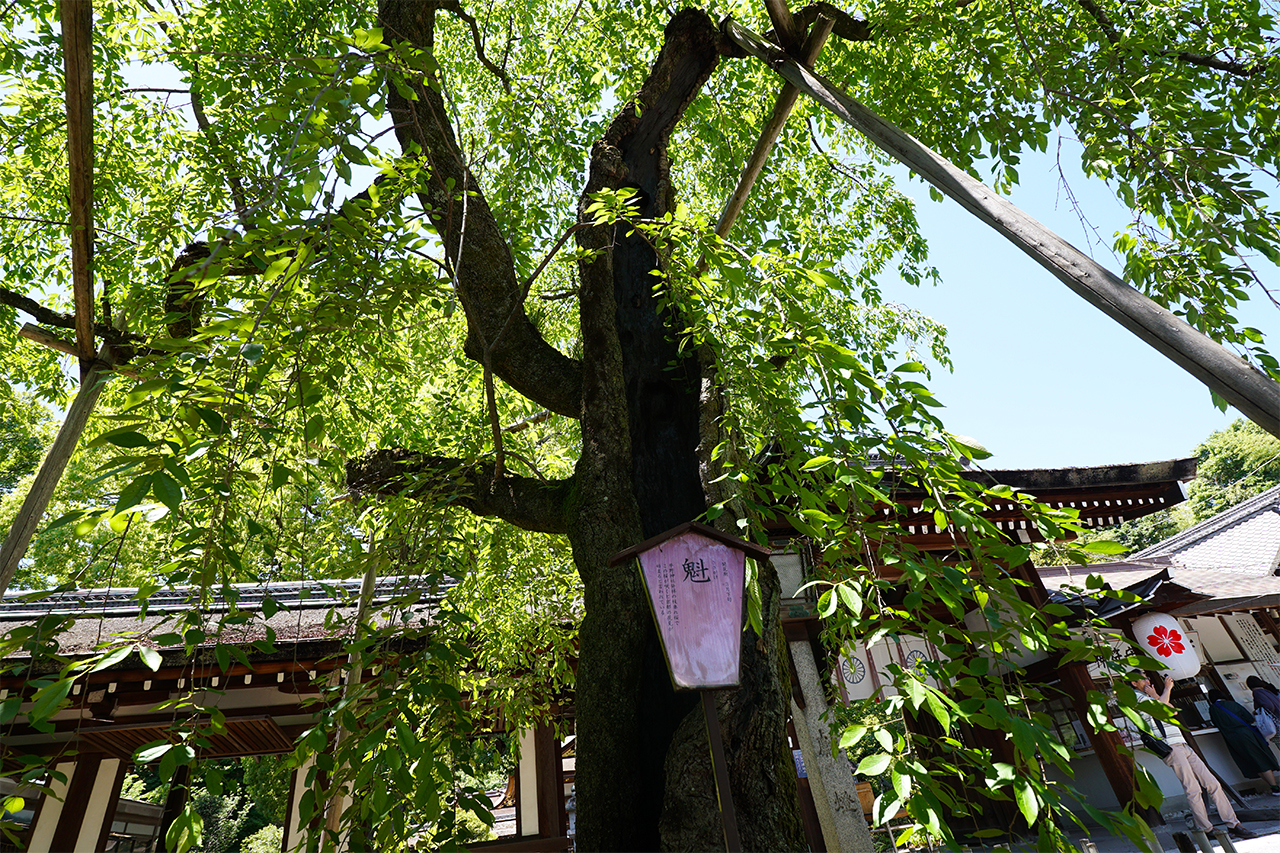 魁桜の葉桜