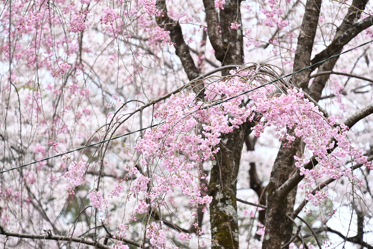 境内の桜
