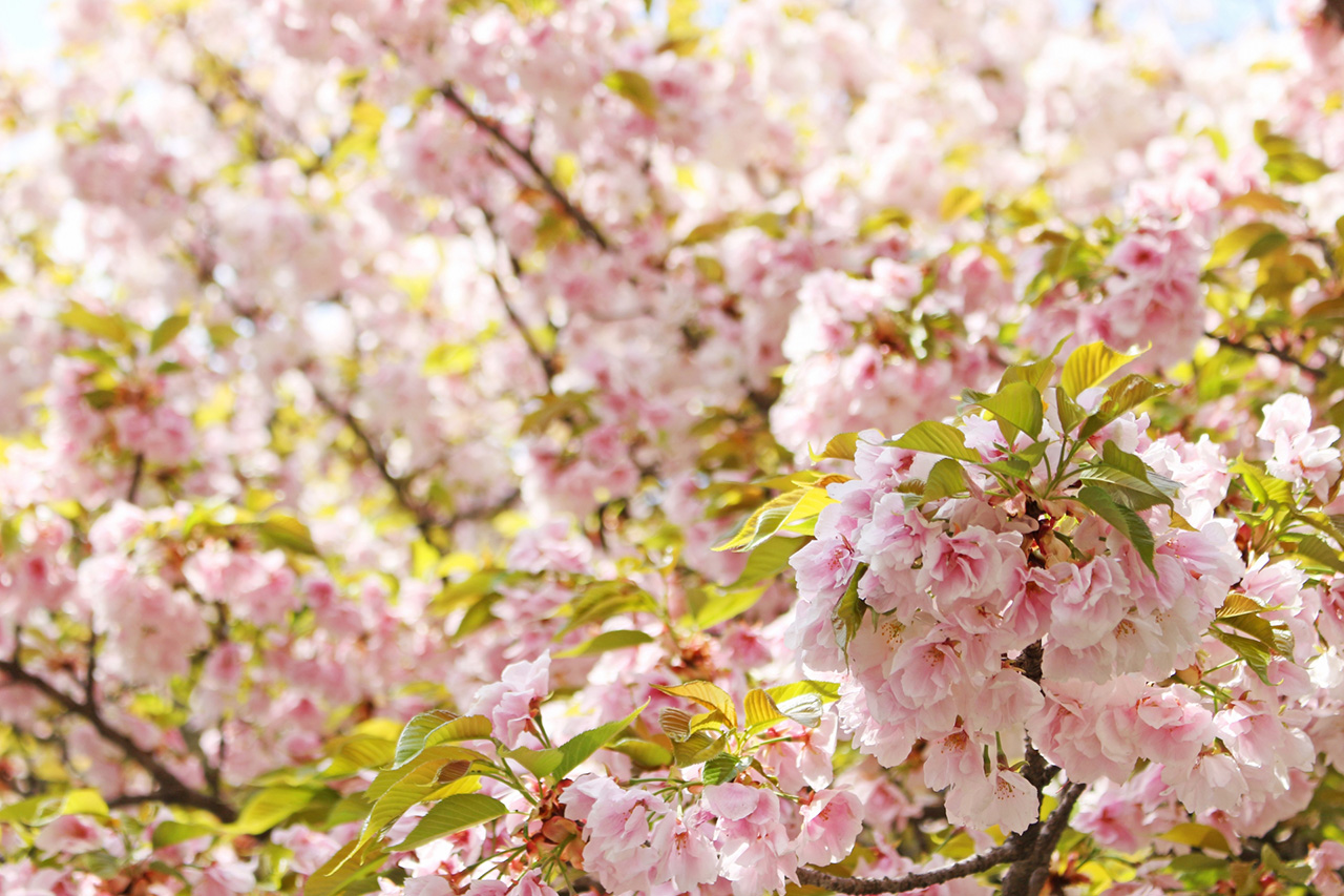 大内山桜