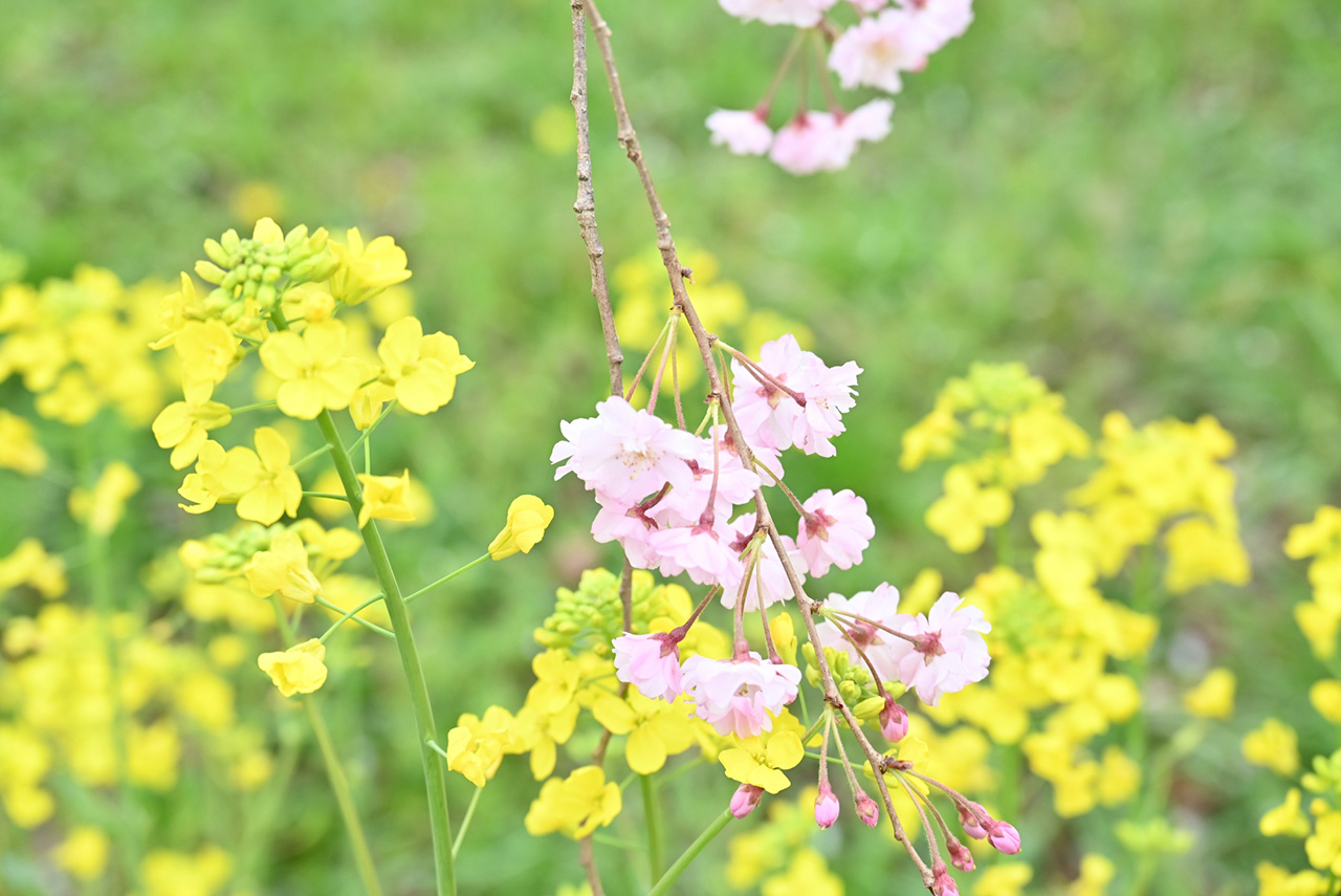 菜の花と桜
