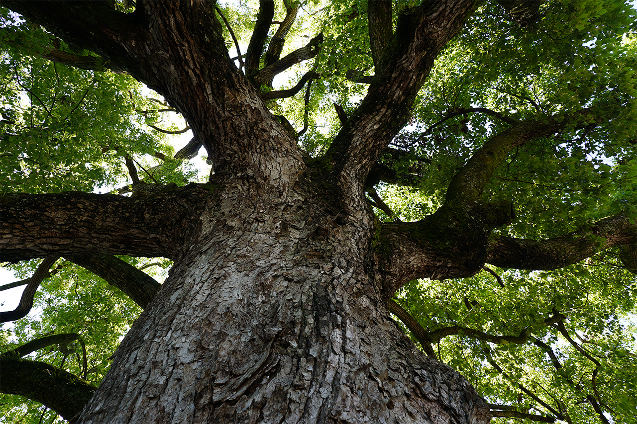 根元から見上げた大樟