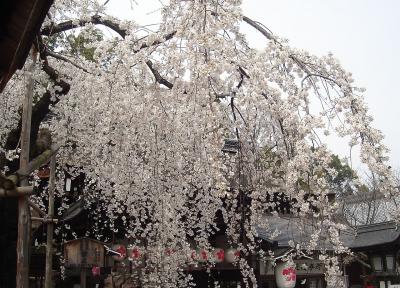 平野神社 魁桜