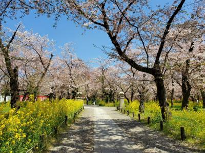 平野神社 桜苑