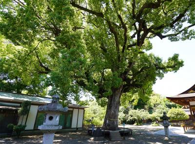 平野神社 ご神木の大樟