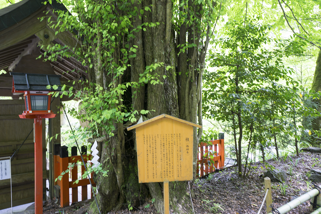 桂の木 根元