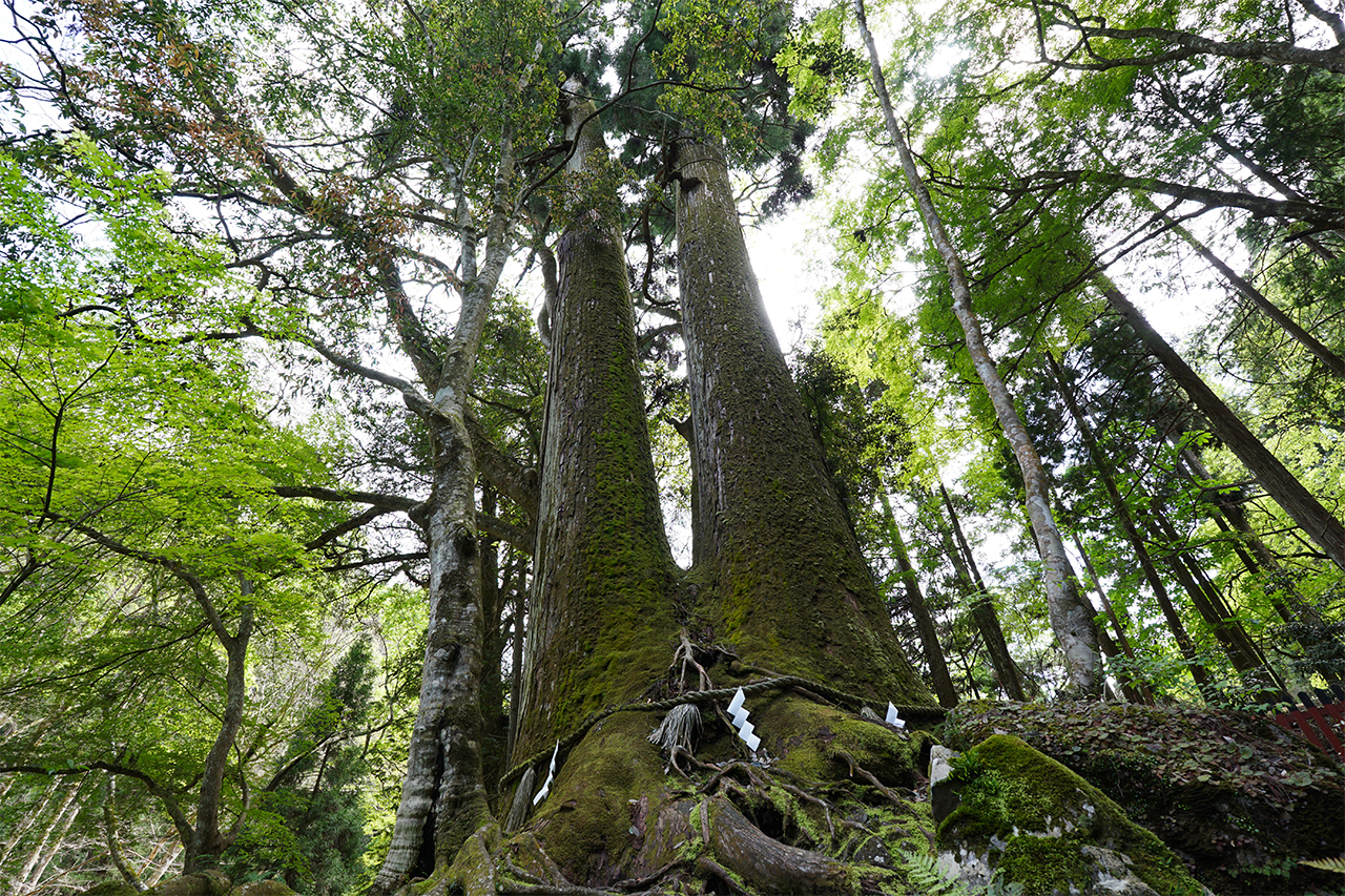 ご神木 相生の杉