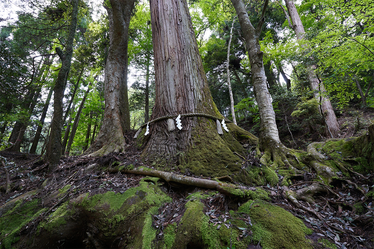 相生の杉 根元