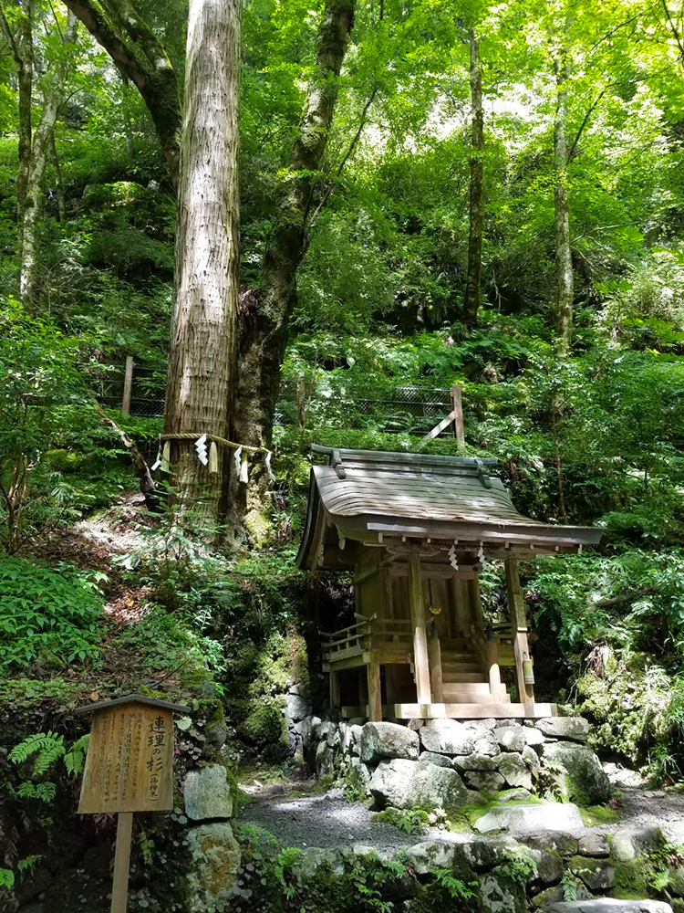 ご神木 連理の杉