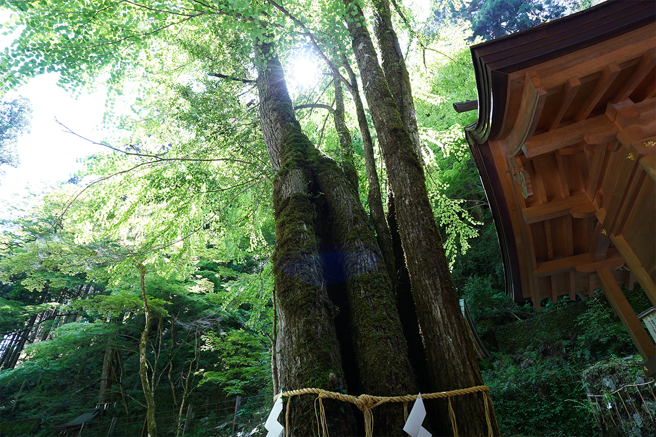 鈴市社の桂の木