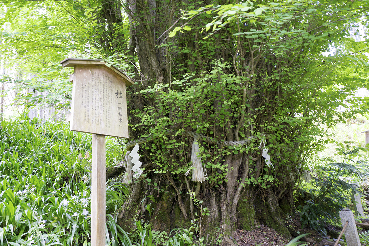 結社の桂の木と看板