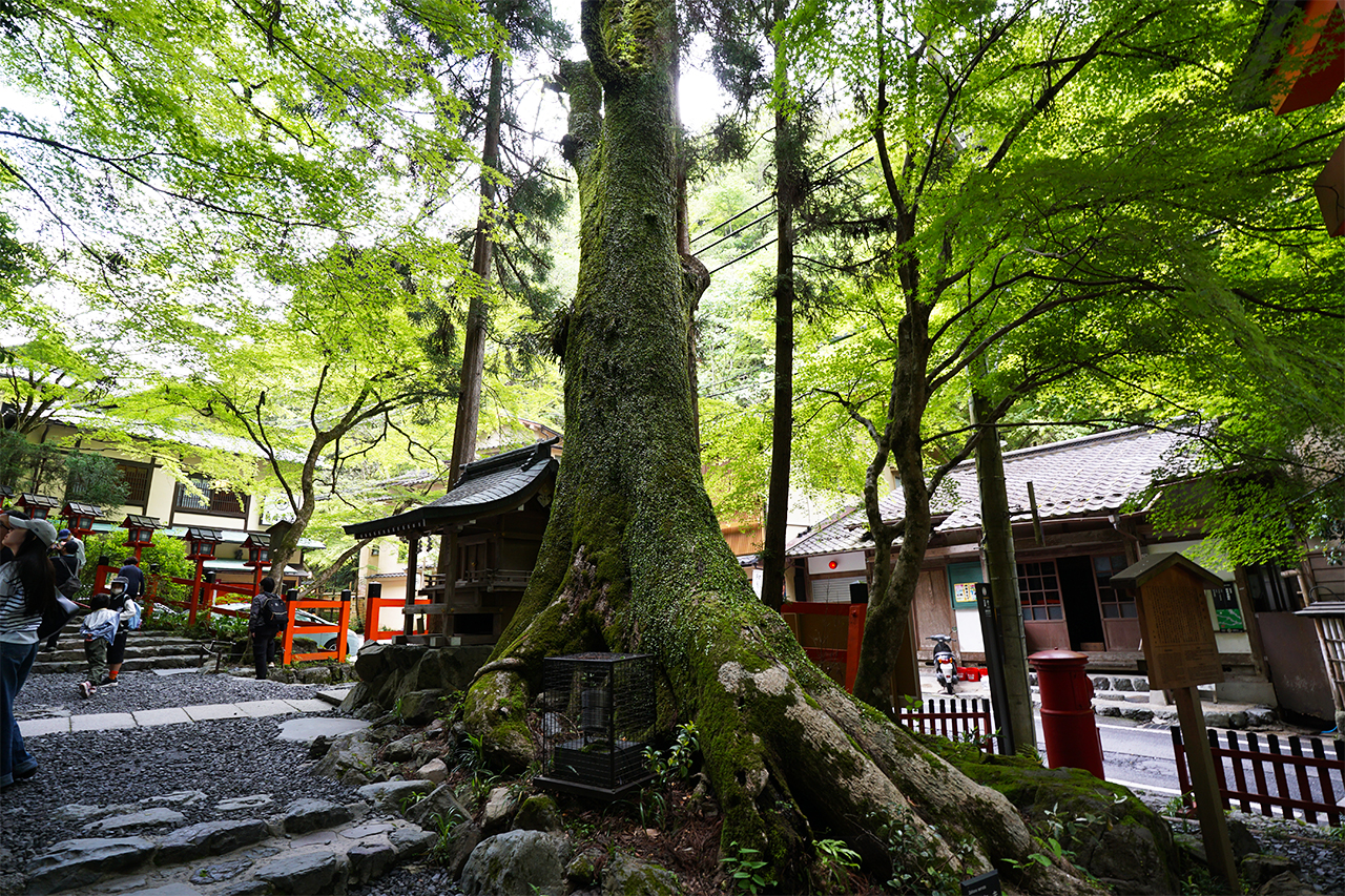 樹齢600年の大欅