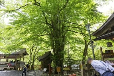 貴船神社 ご神木 桂の木