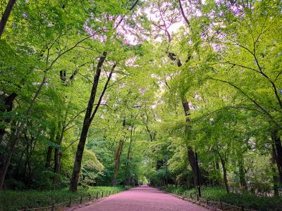 下鴨神社(賀茂御祖神社) 糺の森 参道