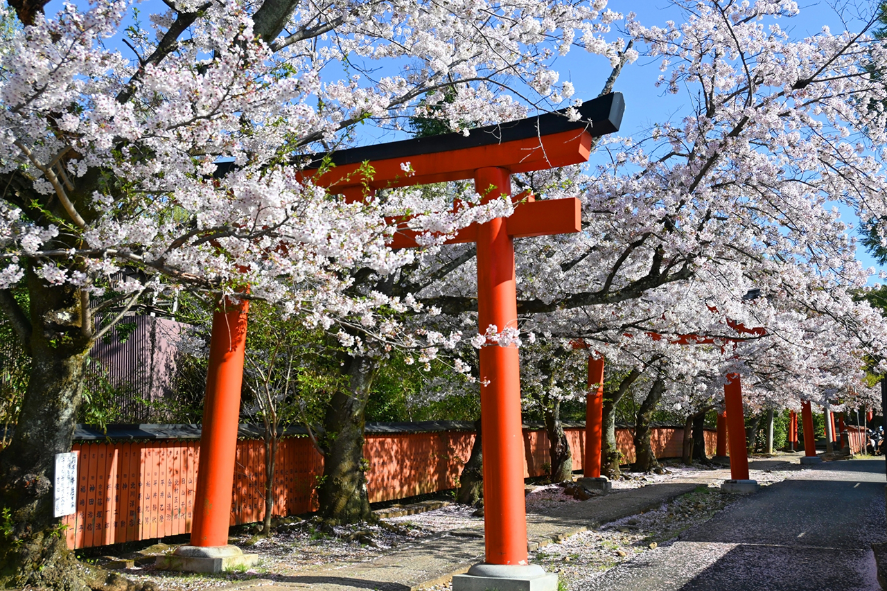 吉田神社 竹中稲荷社 千本鳥居と桜