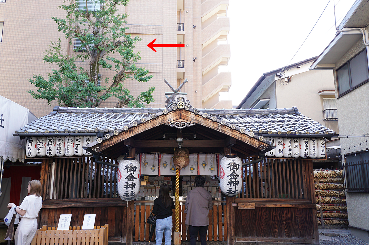 御神木 銀杏