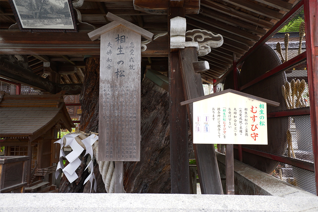 相生の松 正面