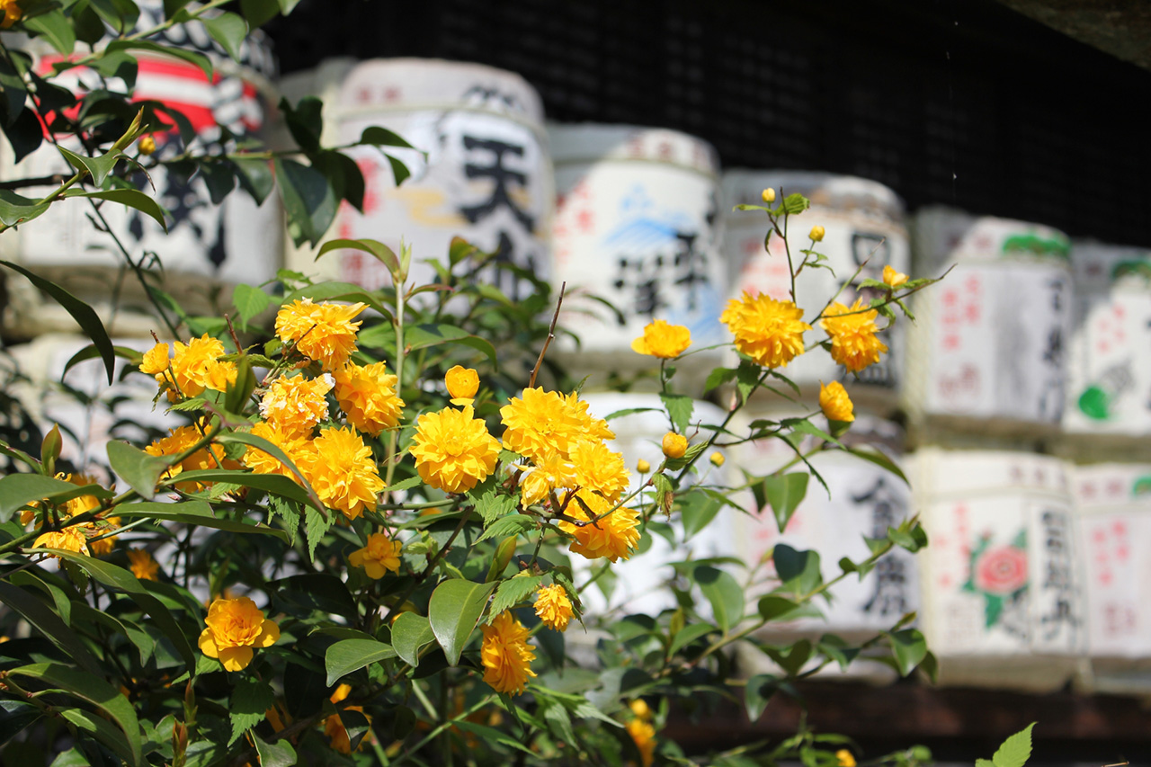 山吹と酒樽