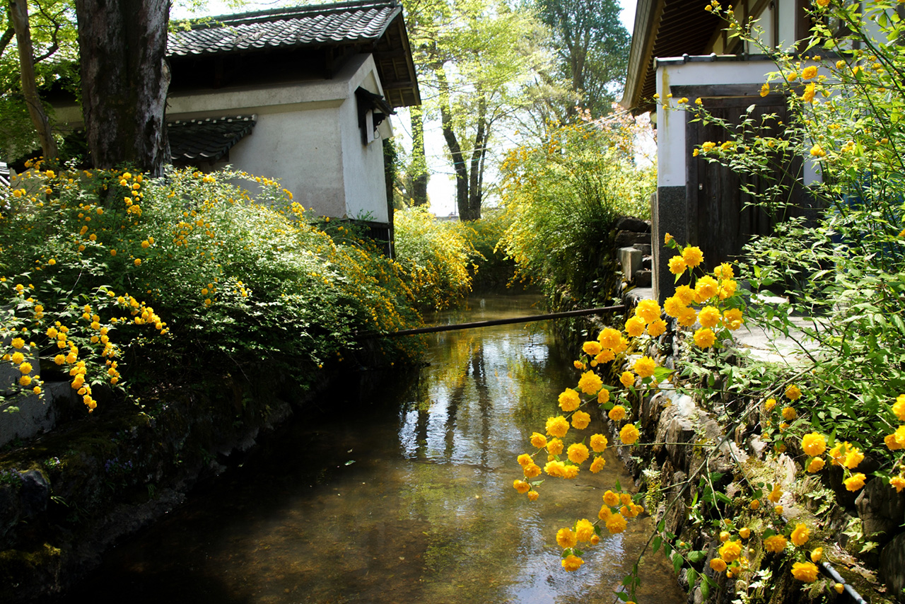 境内の山吹