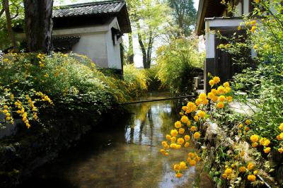 松尾大社 境内の山吹
