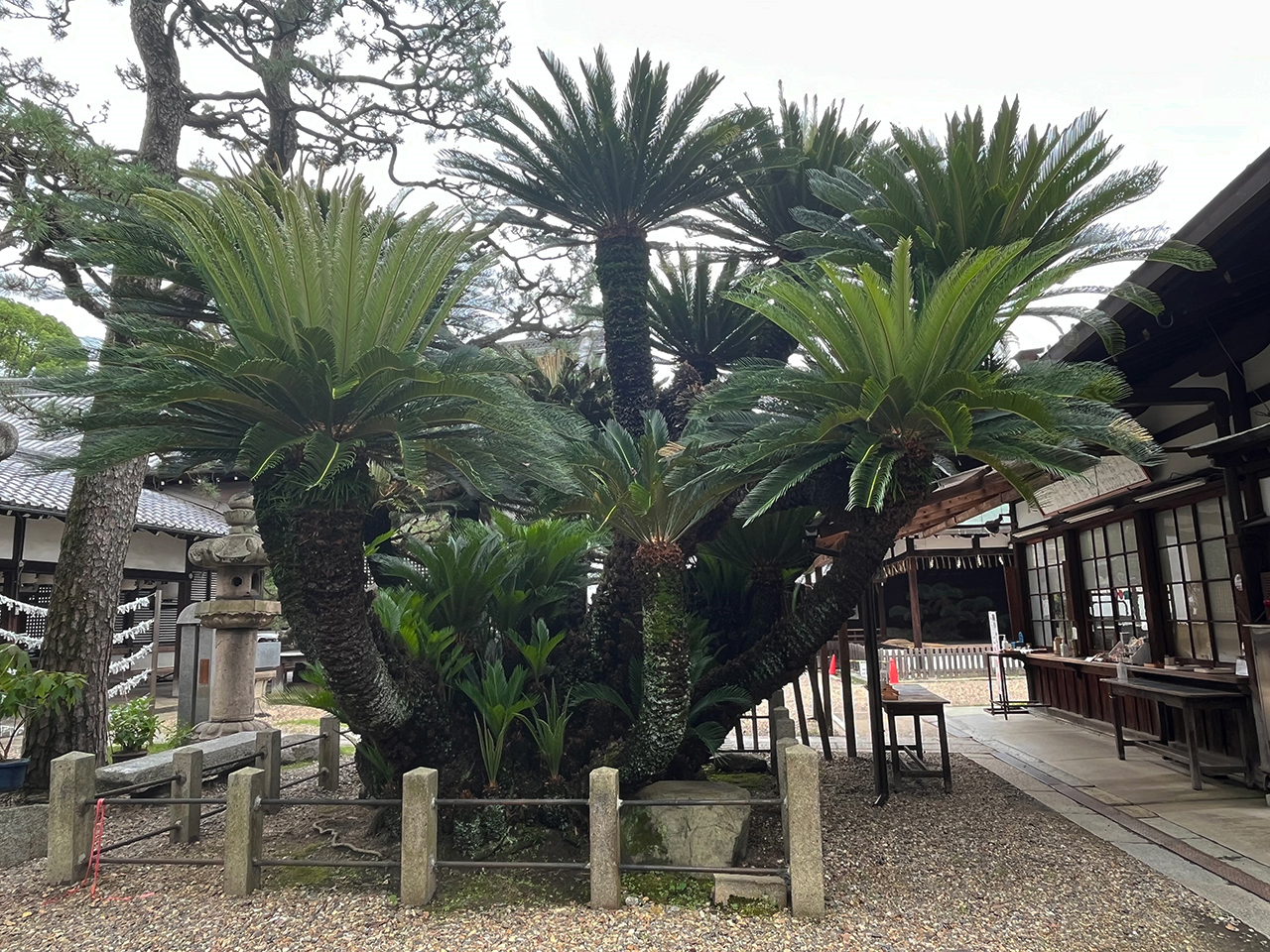 西側のソテツ 裏