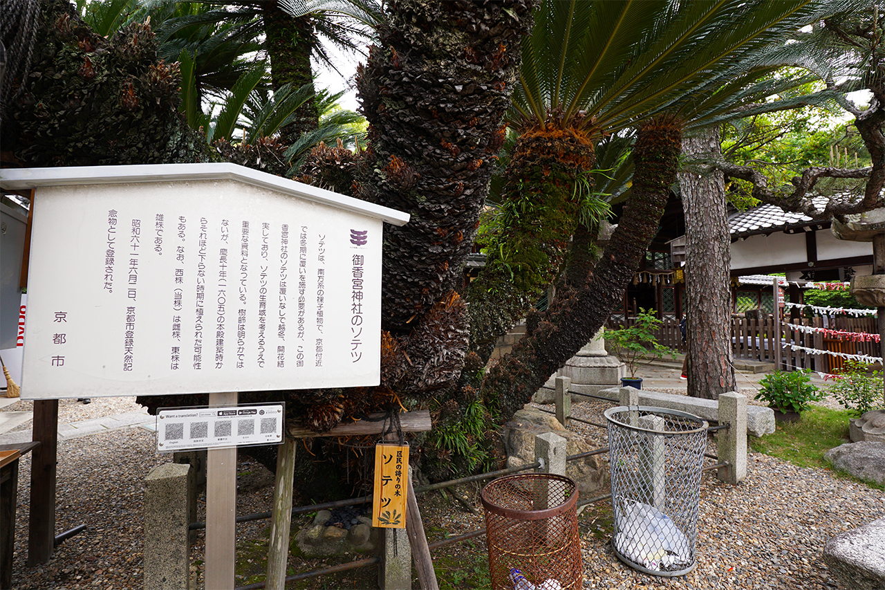 ソテツの案内版