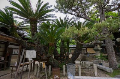 御香宮神社 西側のソテツ