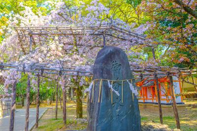 御香宮神社 桜