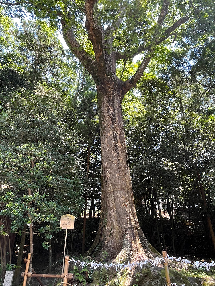 御神木のけやき