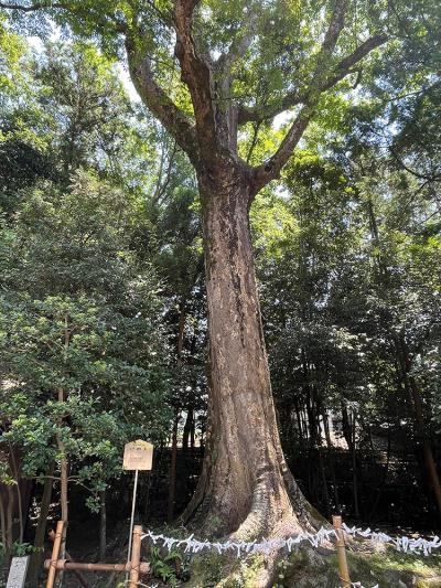 宇治上神社 御神木のけやき